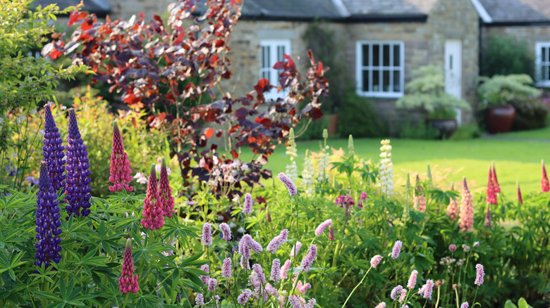 Colorful flowers blooming in a cottage garden with green lawn and stone house in the background.
