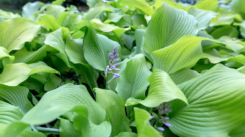 Green hosta plants with broad leaves and a single flower spike emerging.