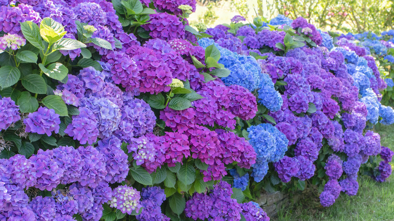 Big leaf hydrangea bushes blooming in shades of purple and blue