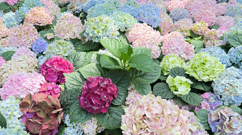 Multiple hydrangea species blooming in shades of pink, blue, and purple
