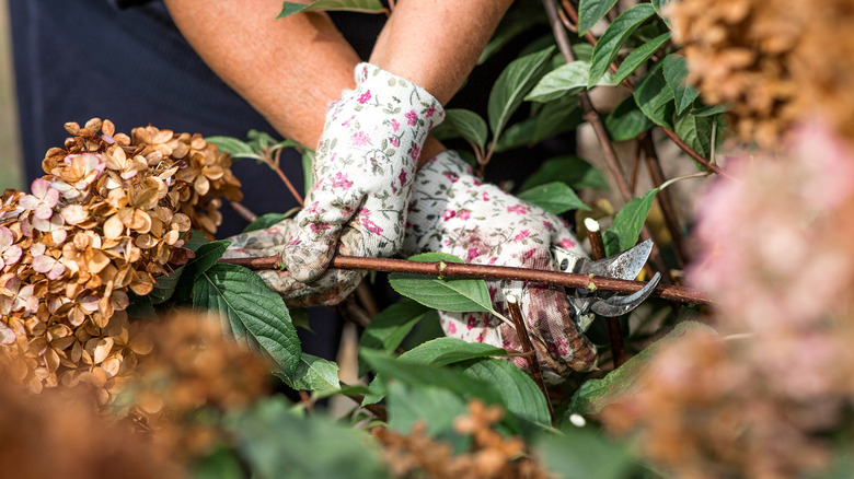 A gardener's gloved hands using garden shears to prune brown hydrangeas