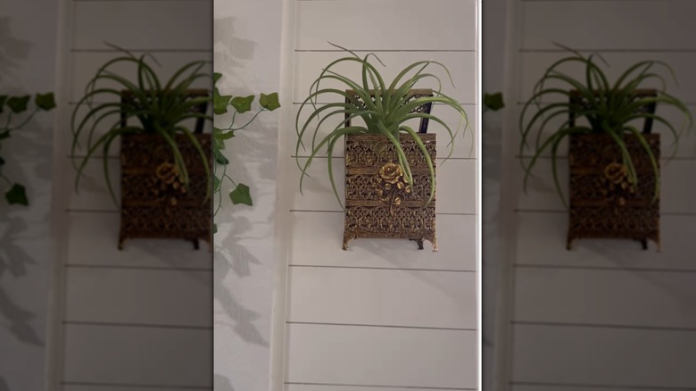 A plant is inside  a brass tissue box that is mounted on a wall.