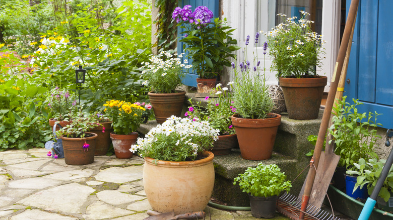 Flowers bloom  in  a  variety of different containers.
