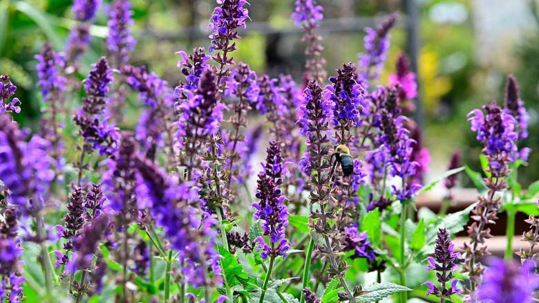 Salvia blooms with bright purple spikes of flowers.