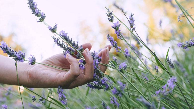 A hand touches blooming lavender.