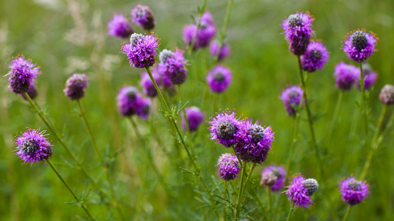 Purple prairie clover blooms in a field.