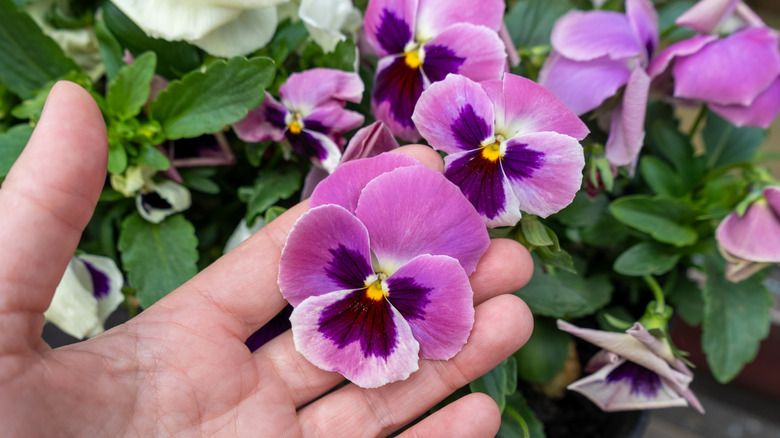 A hand holds up a blooming purple pansy to show the flower.