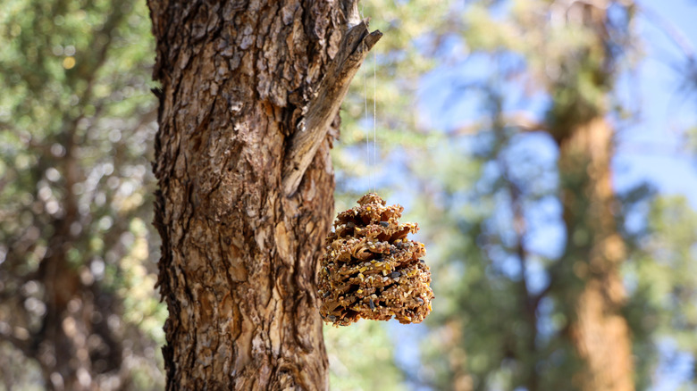 A pinecone peanut butter bird feeder hangs from a tree.