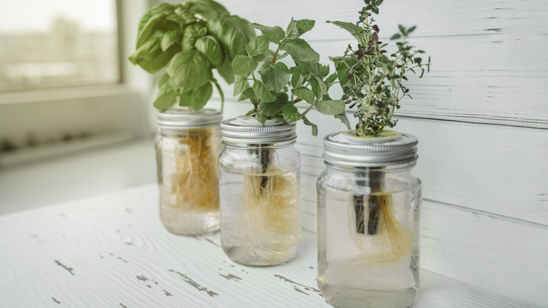 Herbs grow in mason jars of water.