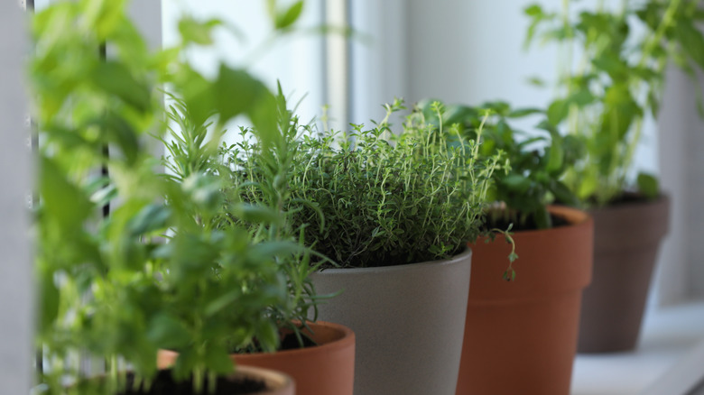 A windowsill is crowded with pots of herbs.