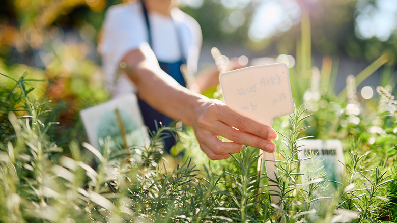 Woman labels rosemary in a nursery.