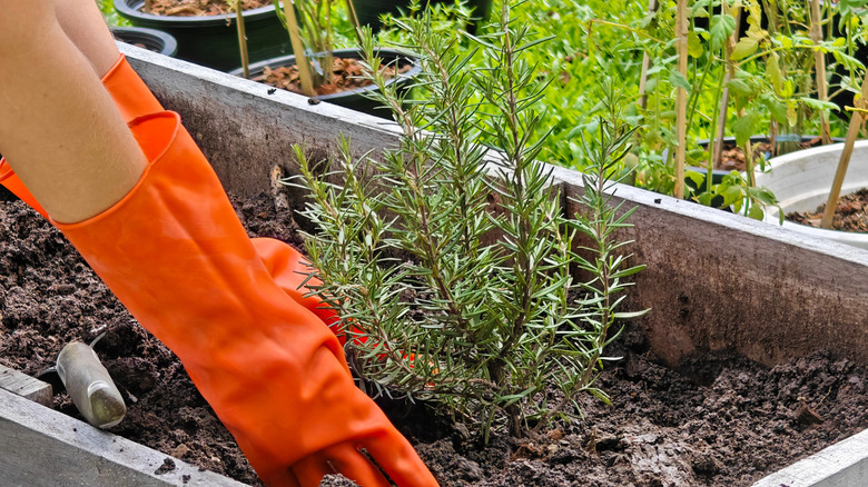 Gloved hands plant rosemary in a raised garden bed.