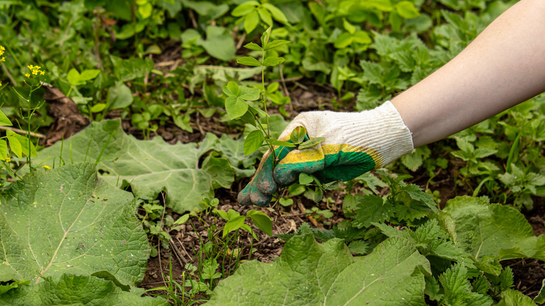 A gloved had pulling weeds from a garden bed.