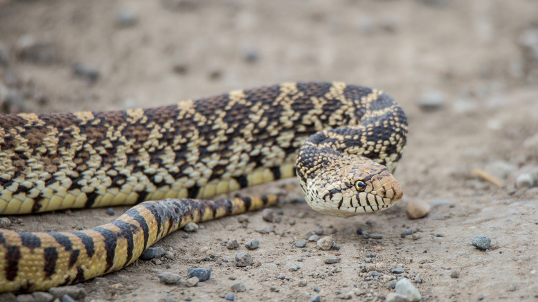 A coiled beige and brown bullsnake on rocky ground