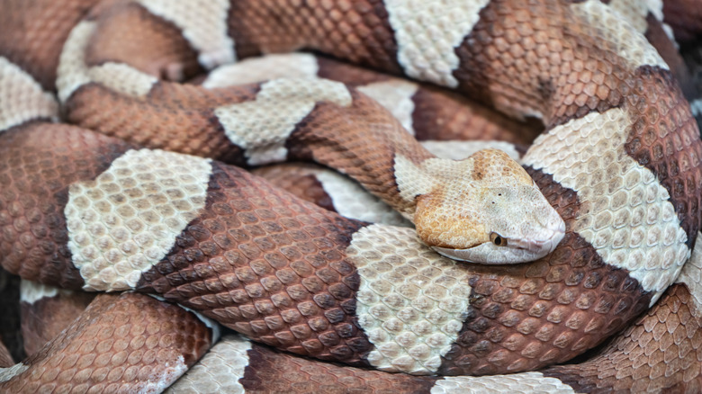 Closeup of a bronze and beige copperhead snake