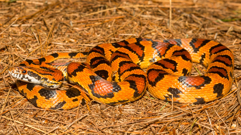 An orange, red, and black corn snake in leaf litter