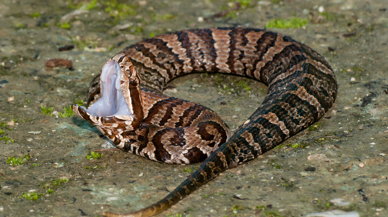 A brown and black cottonmouth snake showing the white inside of its mouth
