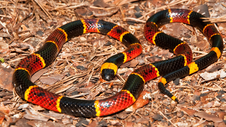 A red, yellow, and black eastern coral snake on leaf litter