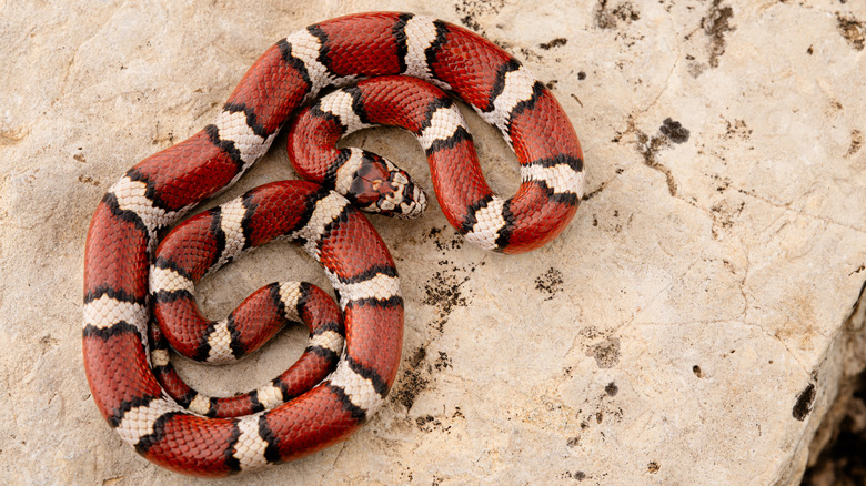 A red, black, and beige Eastern milksnake coiled on a rock