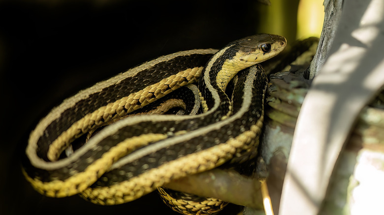 A black and yellowish striped garter snake coiled around a watering can