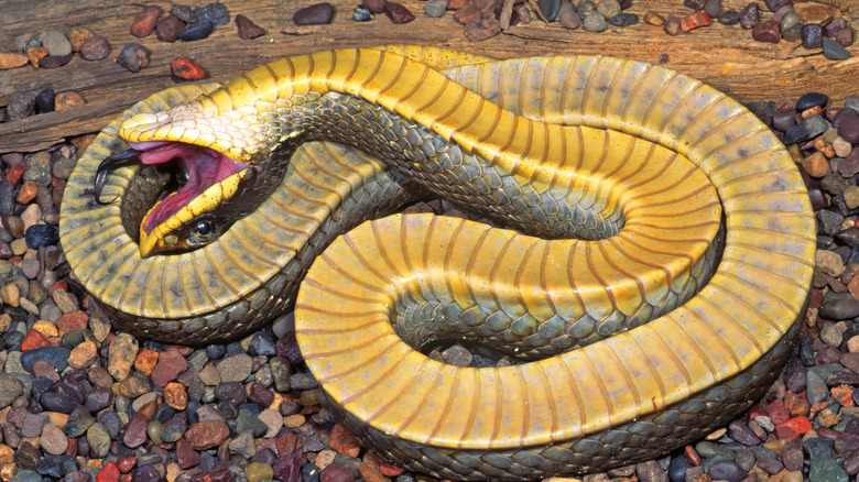A hognose snake playing dead, showing its yellow belly