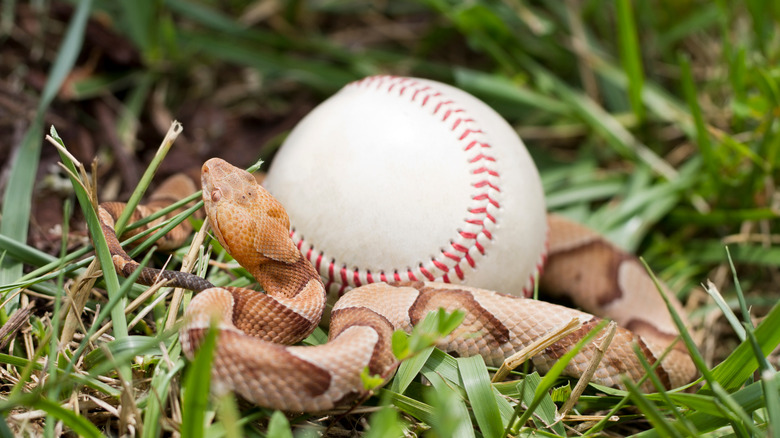 An orange and brown copperhead snake coiled around a baseball in the grass