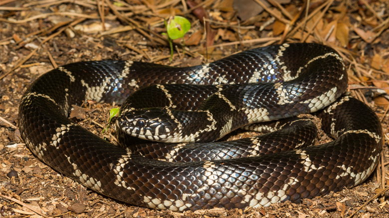 A black and white eastern king snake in leaf litter