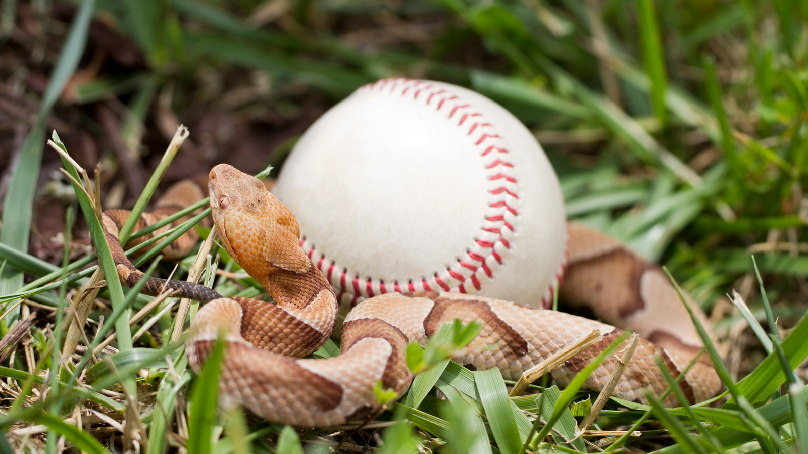 Friend Or Foe? How To Identify 13 Common Backyard Snakes