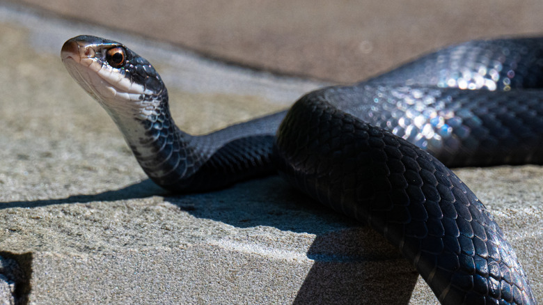 A black racer snake showing its white chin and throat