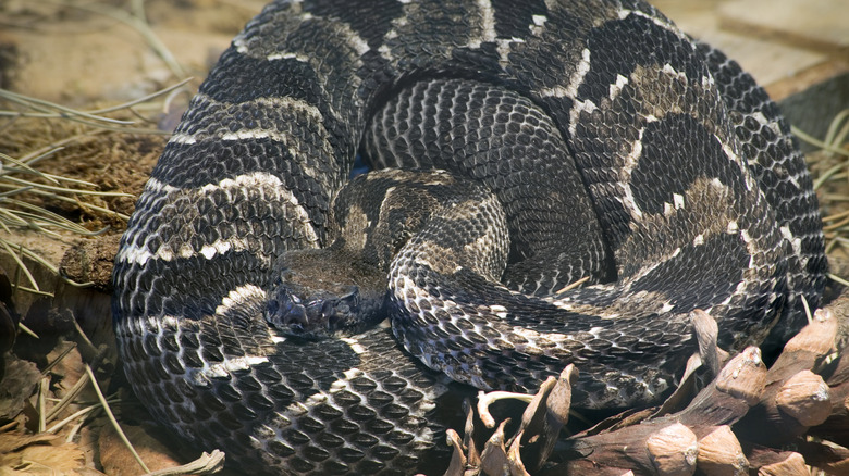 A coiled brown and beige timber rattlesnake