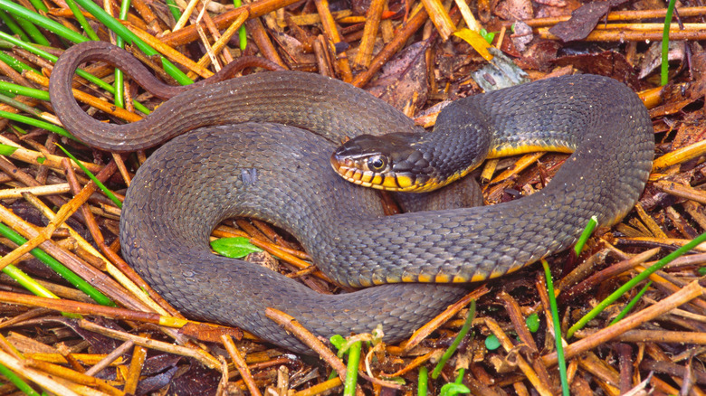 A brown and yellow water snake coiled on reeds