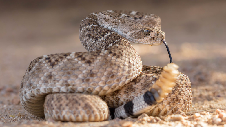 A brown, white, and black western diamondback rattlesnake coiled to strike