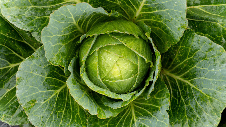 The top-view of a cabbage head shows the layers of leaves it has.