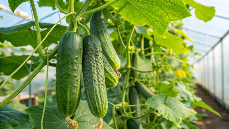 Several cucumbers hang from the vine in a greenhouse.