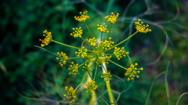 A close-up of fennel