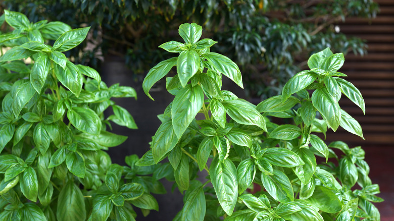 Several tall, green basil plants grow in front of a potted shrub.