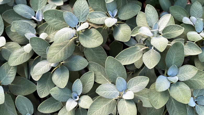 Common sage grows in a group in a garden.