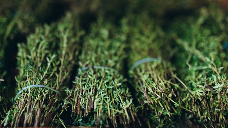 A close-up of harvested thyme bundles lay in a row.