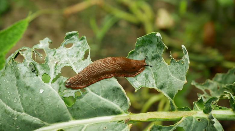 A brown slug is on a leaf that has holes chewed into it.