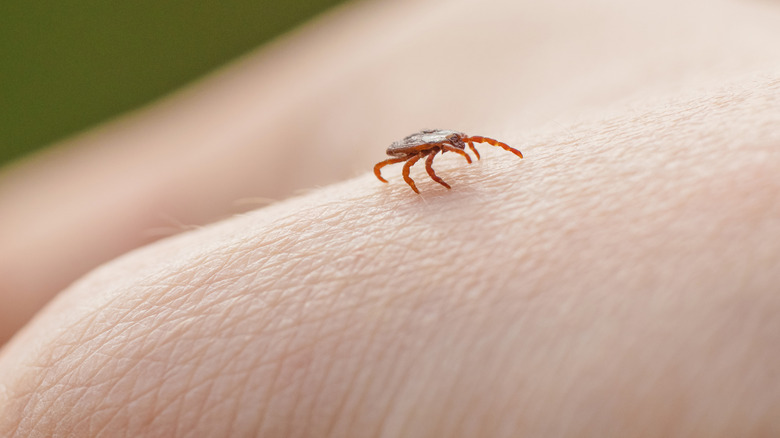 A tick crawls on someone's skin.