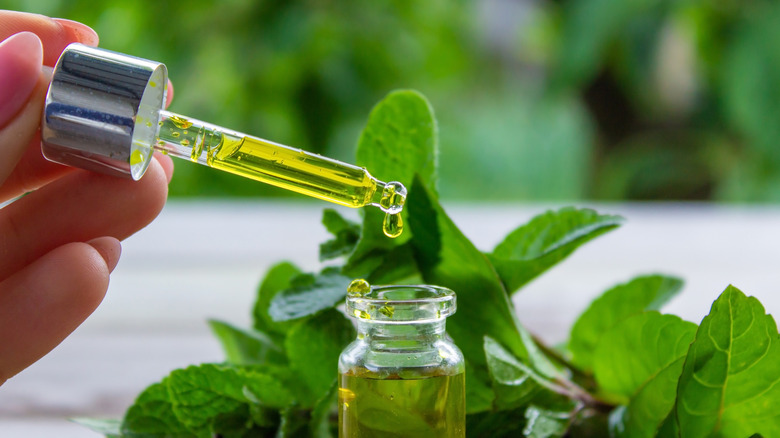 Woman drops peppermint oil into a small glass vial.