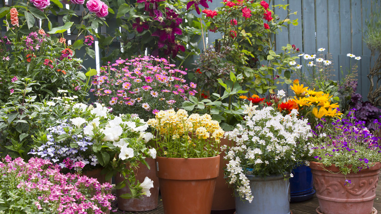 A variety of plants thrive in container gardens.