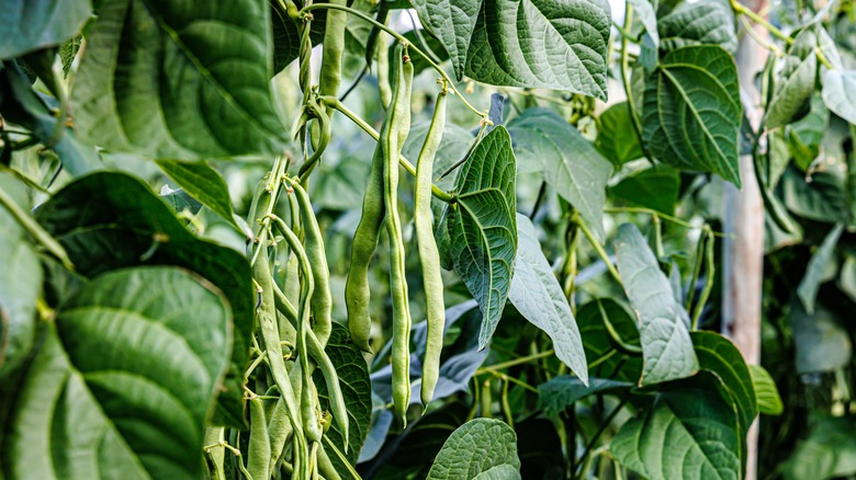 Green beans grow on the vine.
