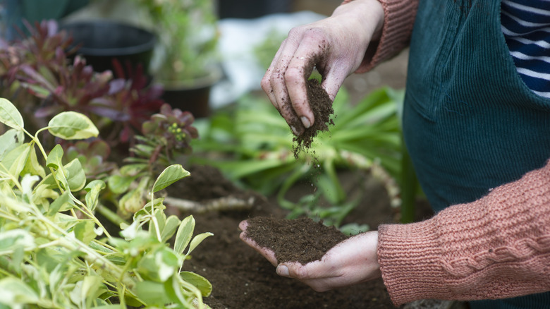 Hands pinch and hold soil while surrounded by plants.