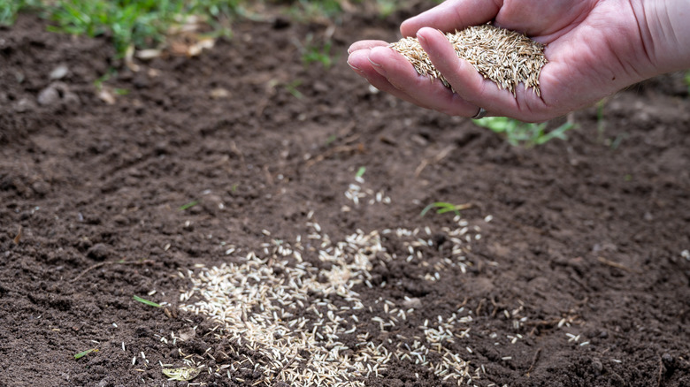 A hand scatters grass seed on a patch of soil.