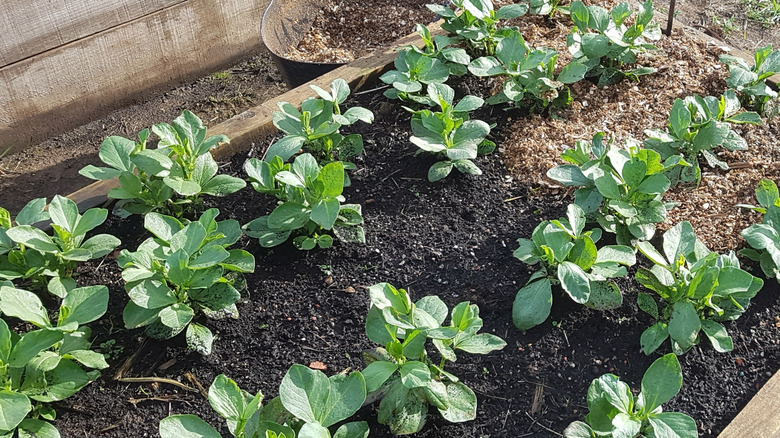 A cover crop of fava beans thrive in a raised bed.