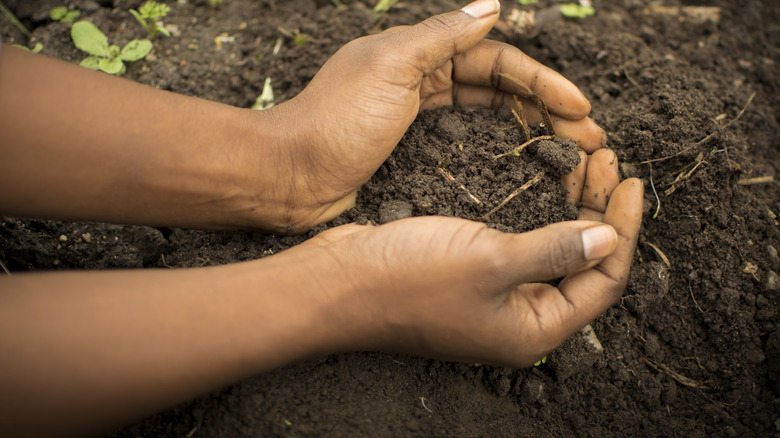 Hands hold healthy looking soil.