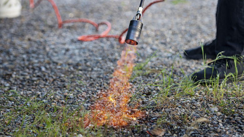 Man torches weeds on his gravel driveway.