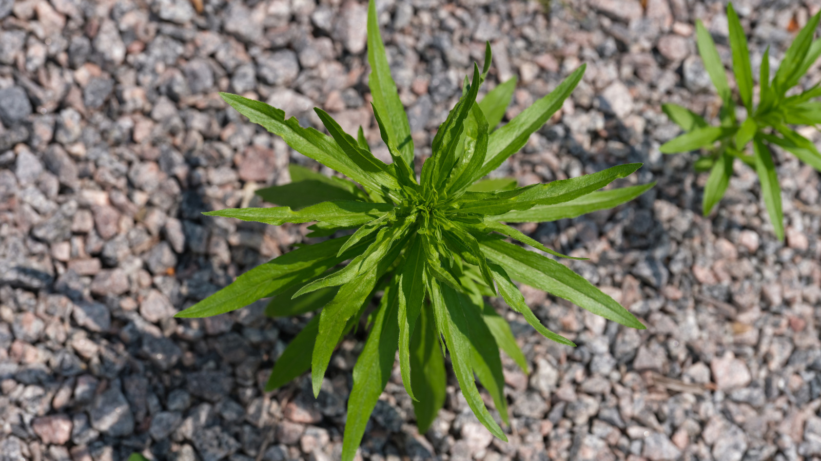 Get Rid Of Weeds In A Gravel Driveway With A Tried And True Solution