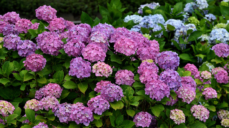 Clusters of pink hydrangeas bloom.
